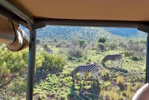 Johannesburg: 3 Hour Pilanesberg National Park Game Drive