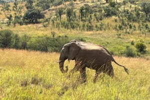 Johannesburg: 3 Hour Pilanesberg National Park Game Drive