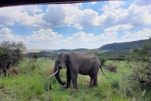 Johannesburg: 3 Hour Pilanesberg National Park Game Drive