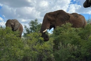 Johannesburg: 3 Hour Pilanesberg National Park Game Drive