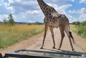 Johannesburg: 3 Hour Pilanesberg National Park Game Drive