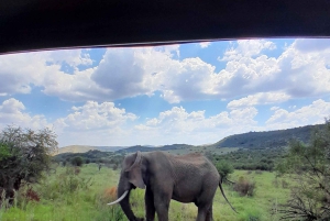 Johannesburgo: Excursión de 3 horas al Parque Nacional de Pilanesberg