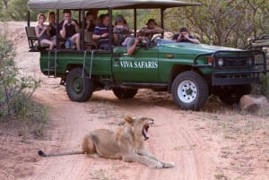 Johannesburg: 4-dagars klassisk safari i Kruger National Park