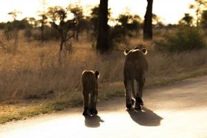 Johannesburg : Safari classique de 4 jours dans le parc national Kruger
