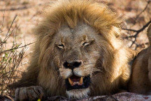 Joanesburgo: safári clássico de 4 dias no Parque Nacional Kruger
