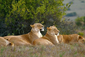 Johannesburg: 4-Daagse Krugerpark en Blyde River Canyon Tour