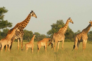 Johannesburg: 4-Daagse Krugerpark en Blyde River Canyon Tour