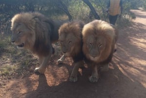 Johannesburg 4 päivää