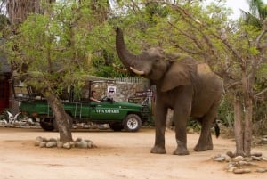 Joanesburgo: safári clássico de 5 dias no Parque Nacional Kruger