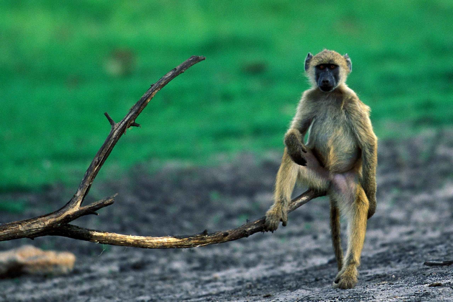 Johannesburg: 9-tägige Big 5 Safari & Wetlands Tour