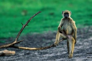 ヨハネスブルグ：9日間ビッグ5サファリ＆湿地帯ツアー