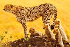 ヨハネスブルグ：9日間ビッグ5サファリ＆湿地帯ツアー