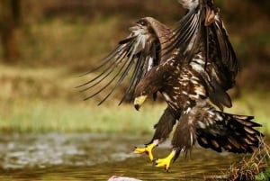 ヨハネスブルグ：9日間ビッグ5サファリ＆湿地帯ツアー