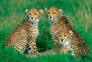 Johannesburg: 9-tägige Big 5 Safari & Wetlands Tour