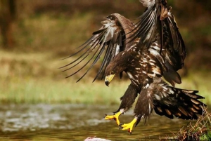 Johannesburg: 9-tägige Big 5 Safari & Wetlands Tour