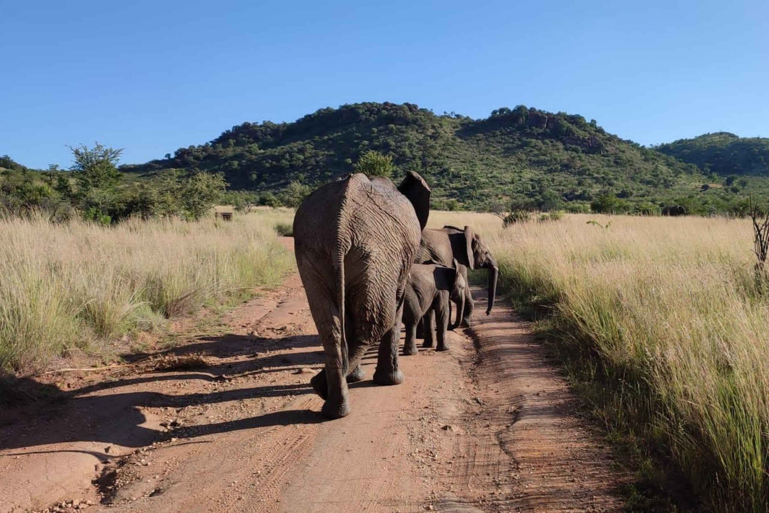 Johannesburg: Animal Safari Tour