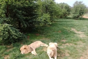 Johannesburg: Cradle of Humankind, Lion Park & Lesedi Tour