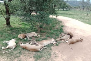 Johannesburg: Cradle of Humankind, Lion Park & Lesedi Tour