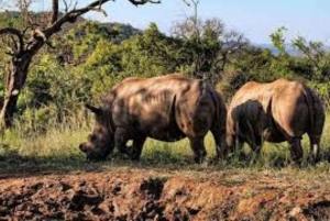 Johannesburg: Day Trip to Cradle of Humankind and Game Drive