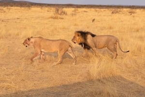 Johannesburg: Dinokeng Resort – todagers safaritur