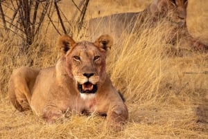 Johannesburg: Dinokeng Resort – todagers safaritur