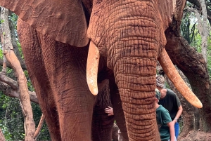 Johannesburg: Halbtagestour zum Elefanten- und Affenschutzgebiet