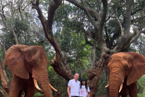 Johannesburg: Halbtagestour zum Elefanten- und Affenschutzgebiet