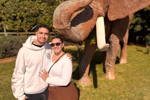 Johannesburg: Halbtagestour zum Elefanten- und Affenschutzgebiet