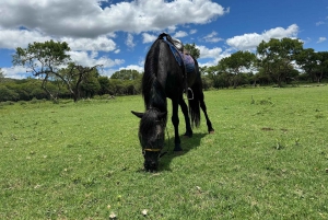 Johannesburg: Tour con elefanti, equitazione e safari con i leoni