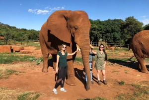 Johannesburg: Tour con elefanti, equitazione e safari con i leoni