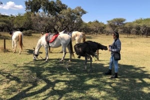 Johannesburg: Elefanten, Reiten und Löwen Safari Tour