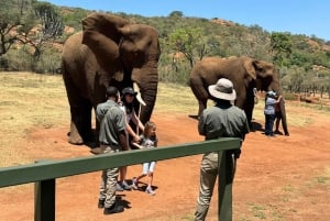 Johannesburg: Elefanten, Reiten und Löwen Safari Tour