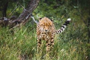 Johannesburg: Full Day Open Safari in Kruger National Park
