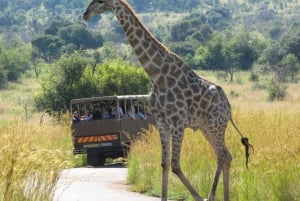 Йоханнесбург: полный день в Сан-Сити и природном заповеднике Пиланесберг