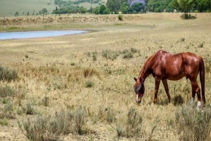 Johannesburg Horse Riding: Return Tranfer Included Lanseria