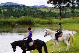 Johannesburg Horse Riding: Return Tranfer Included Lanseria