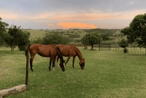 Johannesburg Horse Riding: Return Tranfer Included Lanseria