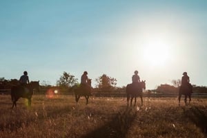 Johannesburg Horse Riding: Return Tranfer Included Lanseria