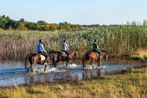 Johannesburg Horse Riding: Return Tranfer Included Lanseria