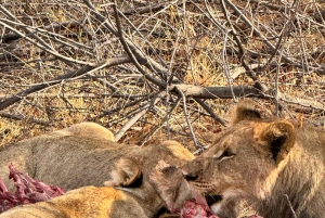 Joanesburgo: Viagem de 9 dias a Joanesburgo, Safari e Cidade do Cabo