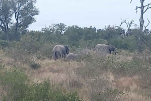 Johannesburg: Kruger National Park 3-Day Private Safari Trip