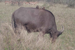 Johannesburg: Kruger National Park 3-Day Private Safari Trip