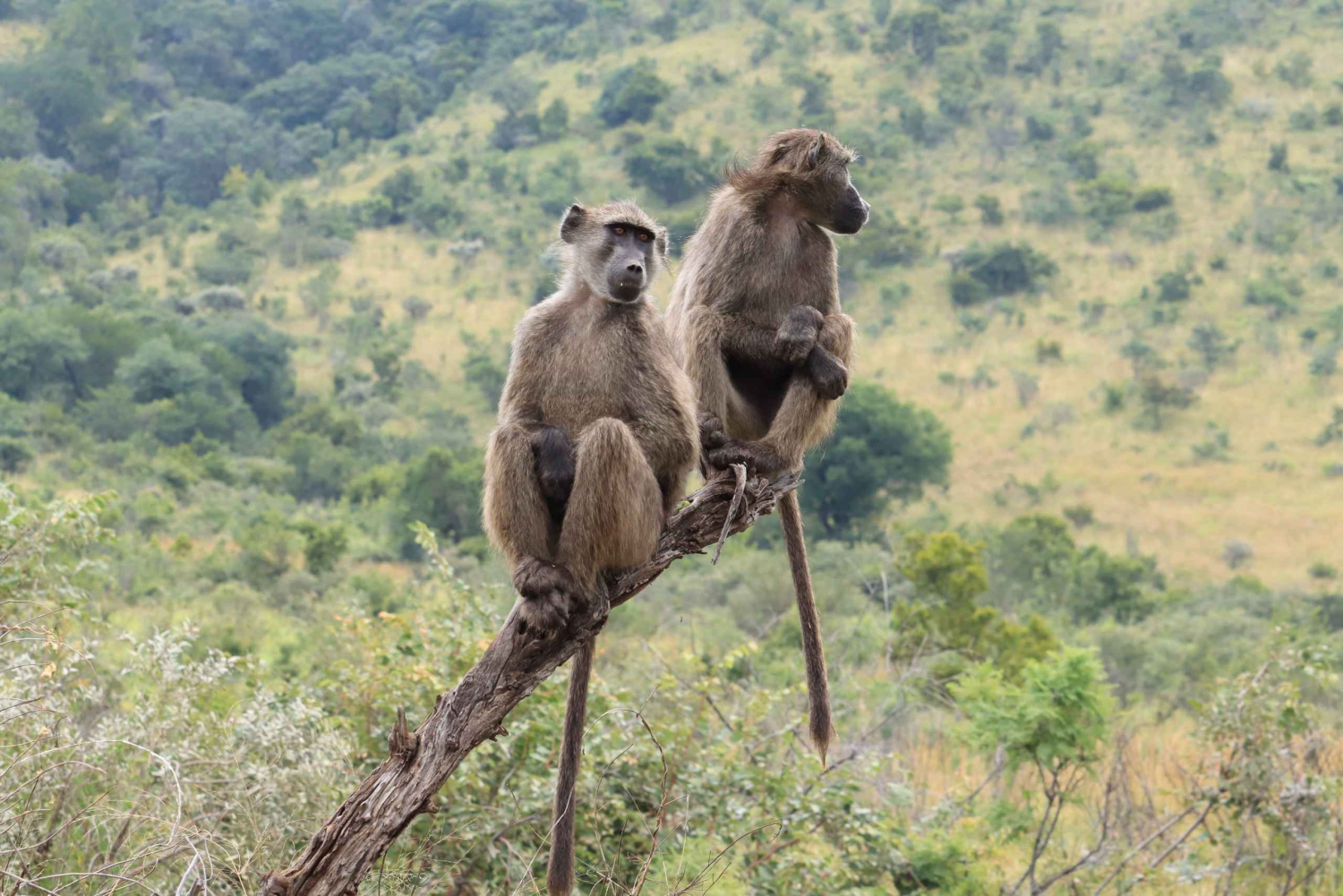 ヨハネスブルグ：クワ・マリタン移動とゲームドライブパッケージ