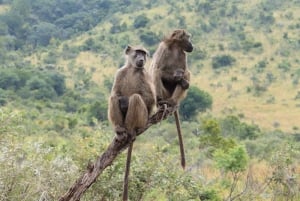 Johannesburg : forfait transfert et safari à Kwa Maritane