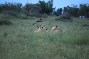 Johannesburg : forfait transfert et safari à Kwa Maritane