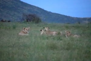 Johannesburg : forfait transfert et safari à Kwa Maritane