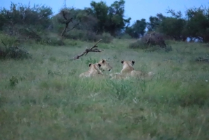 ヨハネスブルグ：クワ・マリタン移動とゲームドライブパッケージ