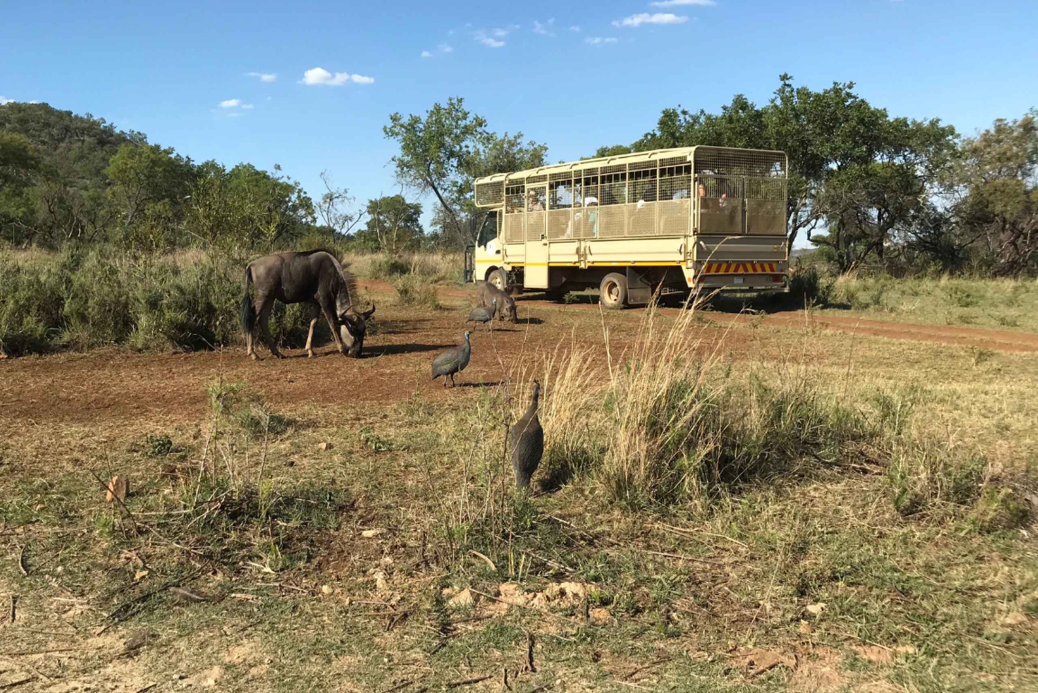 Johannesburg: Omvisning i løve- og safariparken