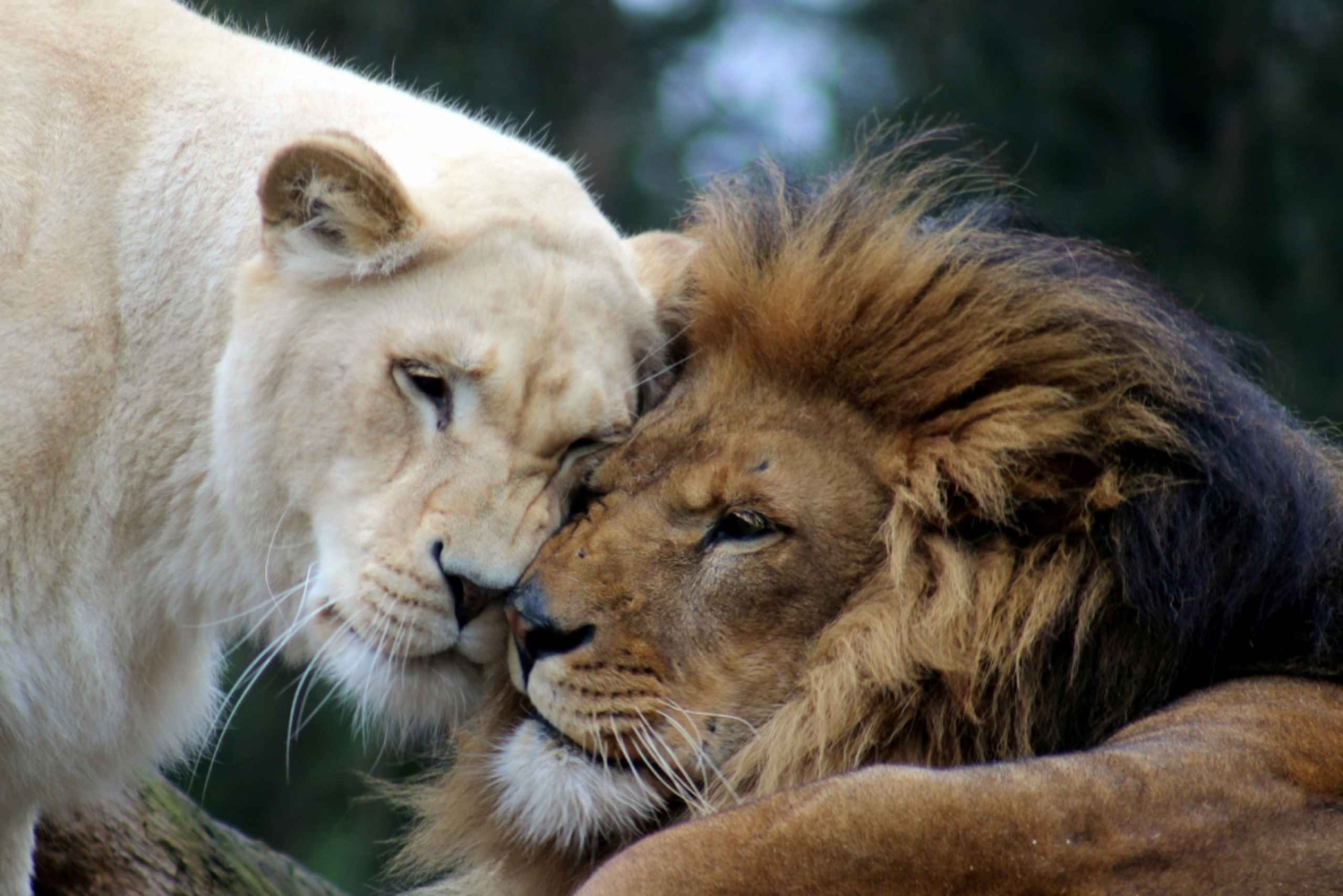 Johannesburg: Omvisning i løve- og safariparken