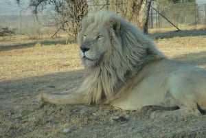 Johannesburg: Lion and Safari Park Guided Tour